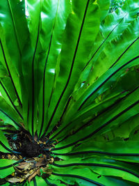 Full frame shot of green leaves