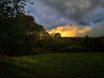 Trees on field against sky during sunset