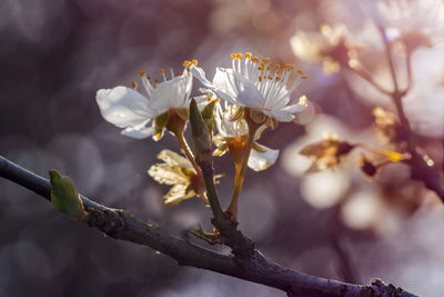 Close-up of white flowering plant