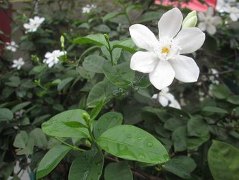 Close-up of white flowers