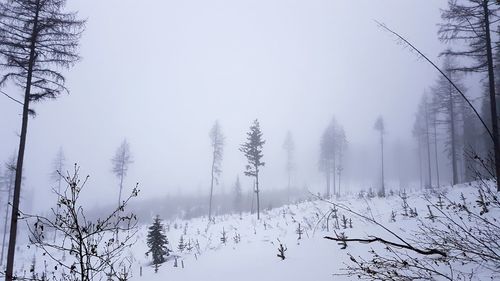 Trees in forest during winter