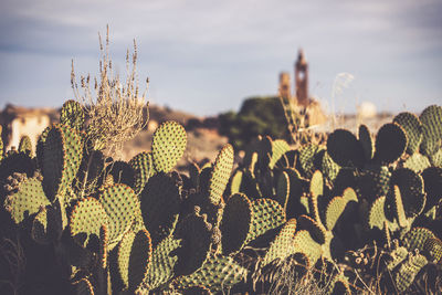 Low angle view of silhouette plants against sky