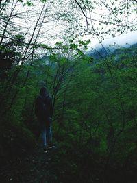 Rear view of man walking in forest