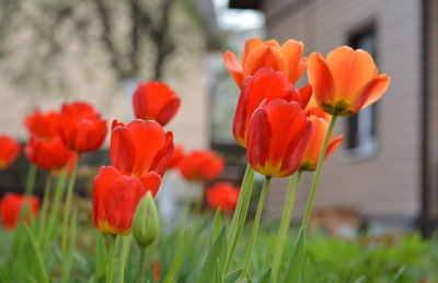 Close-up of red tulips in field
