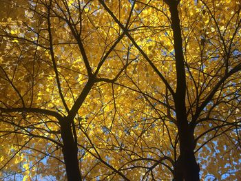 Low angle view of tree against sky