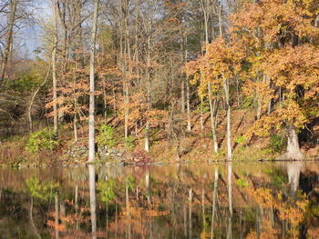 Reflection of trees in lake