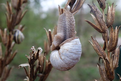 Close-up of snail on tree