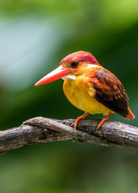 Close-up of bird perching on branch