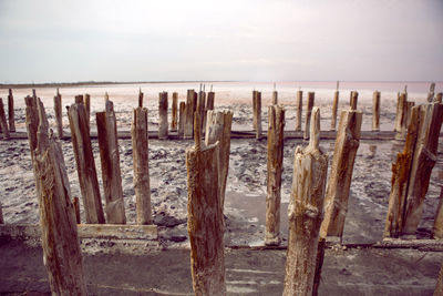Old dried up logs stand on a pink salt lake in the water in summer
