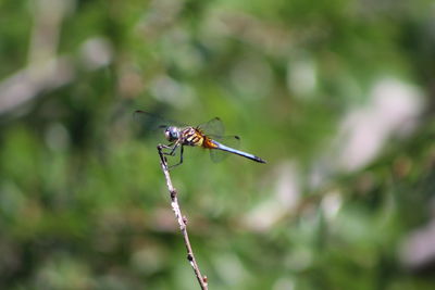 Close-up of damselfly on twig