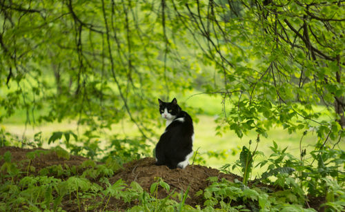 Cat sitting on a tree