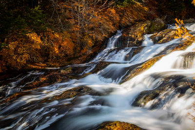 Scenic view of ryuzu waterfall in forest