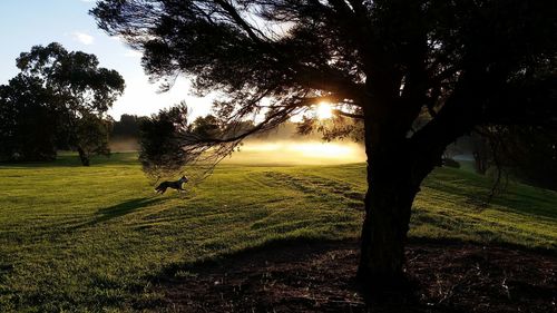 Sun shining through trees on field