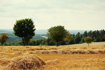 Trees on field against sky