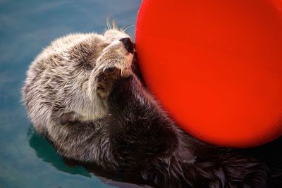 Close-up of sea otter with red object in water