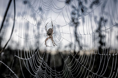 Spider in a web full of water drops in the forest of eifel, germany.