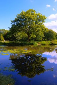 Scenic view of lake by trees against sky