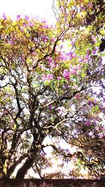 Low angle view of pink flowers