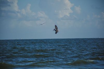 Bird flying over sea against sky