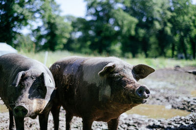 Close-up of pig