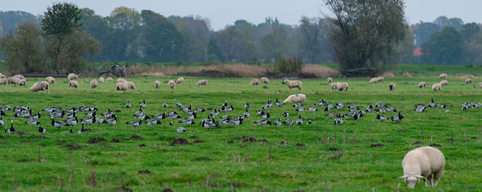 Barnacle goose grazing while grazing before hike south