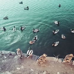 View of birds in water