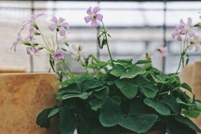 Close-up of potted plant