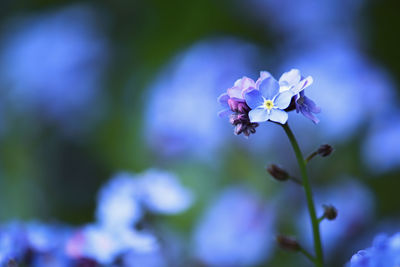 Close-up of purple flowering plant