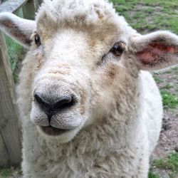 Close-up of sheep in field