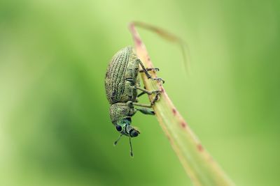 Close-up of insect on twig