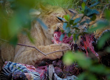 Close-up of a cat on branch