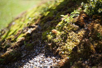 Close-up of moss growing on rock