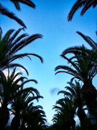 Low angle view of palm trees against blue sky