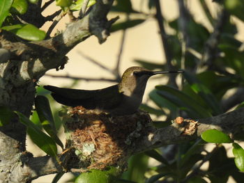 Close-up of bird perching on branch