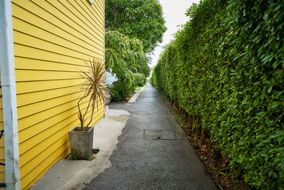 Empty road along plants