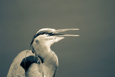 Close-up of a bird