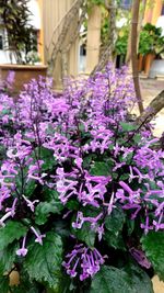 Close-up of purple flowering plants