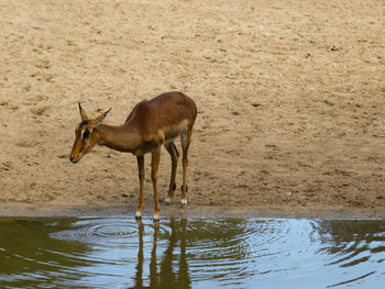 View of deer drinking water