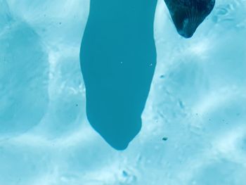 Close-up of jellyfish in swimming pool