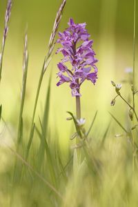 Close-up of purple flowering plants on field