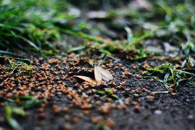 Close-up of dry leaves on ground