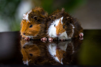 Close-up portrait of a two guinea pig.