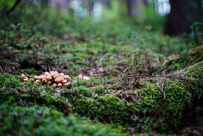 Close-up of mushrooms growing on field