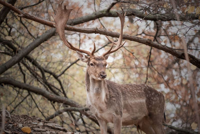 Portrait of deer in a forest