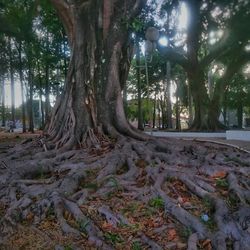 Trees in forest