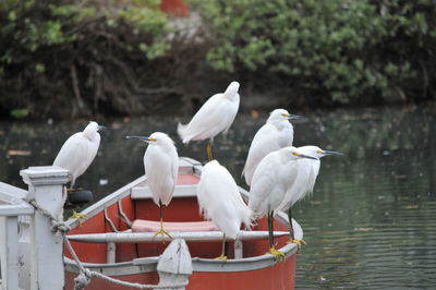 Seagulls perching on a railing