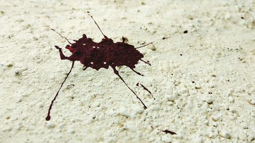 Close-up of ant on leaf