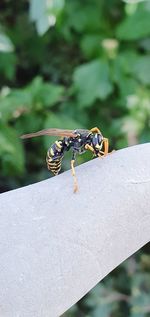 High angle view of insect on leaf