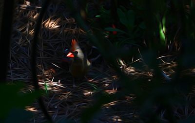 High angle view of bird on land