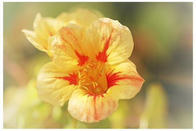 Close-up of yellow flower